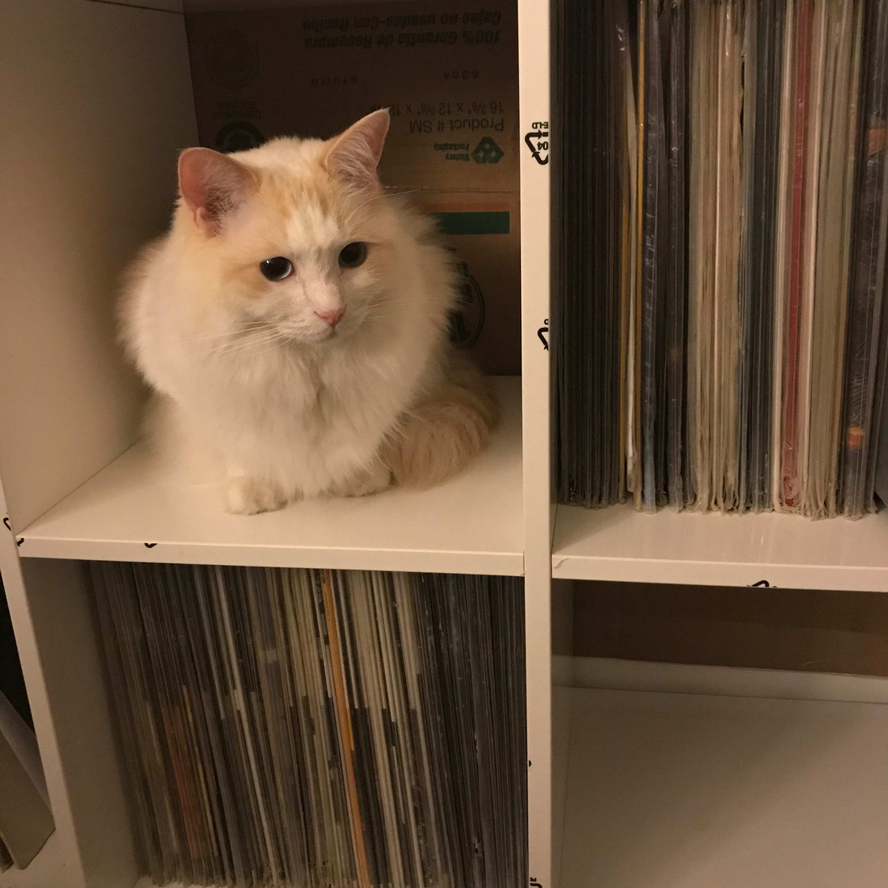 A fluffy cream-colored cat perched in a record shelf cube, surrounded by vinyl